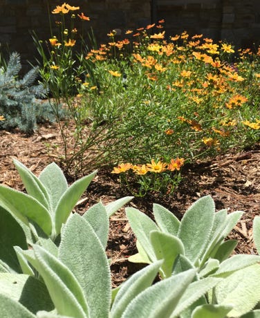 coreopsis sienna sunset and lambs ear