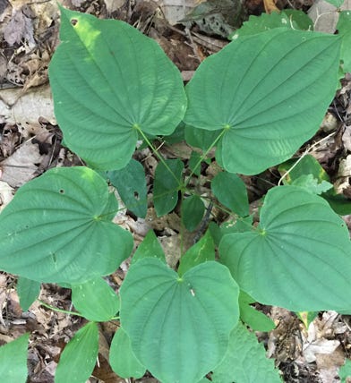 native plants blue ridge nc