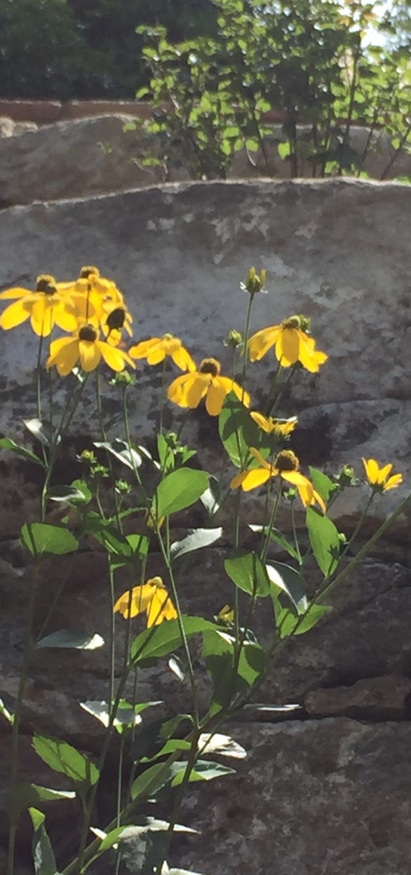 rudbeckia maxima native pollenator garden nc