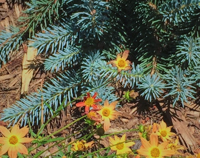 coreopsis sienna sunset with blue spuce