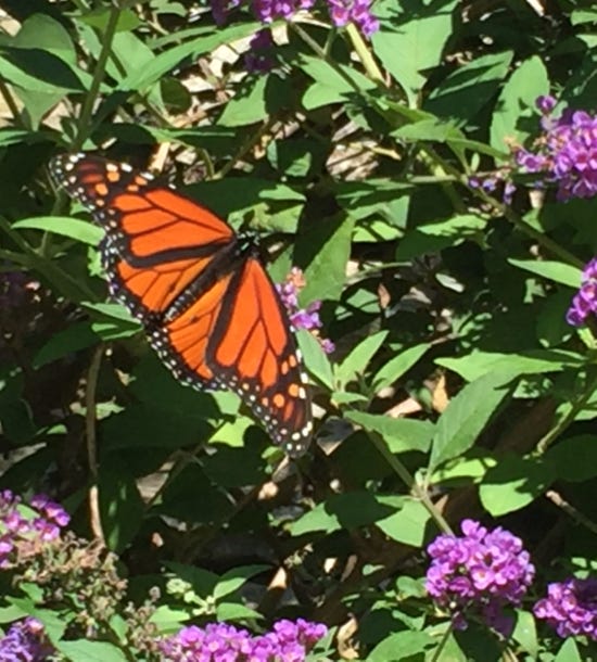 monarch butterfly pollenator garden lake summit nc