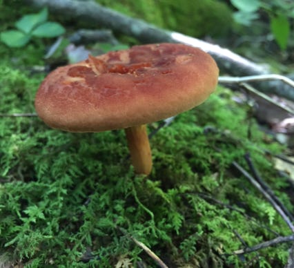 native mushroom blue ridge mountains