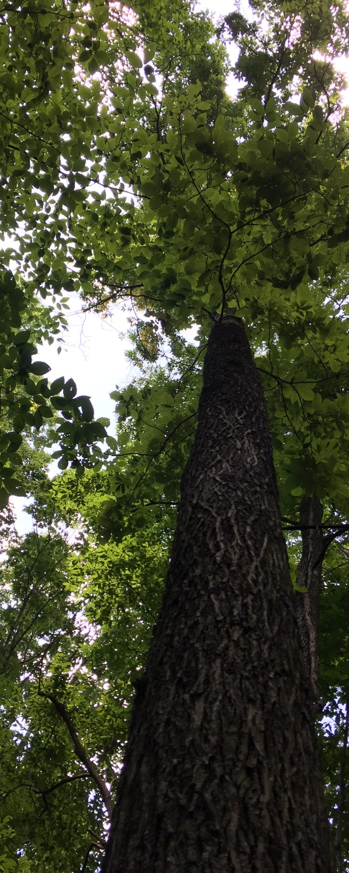 hickory tree native blue ridge mountains