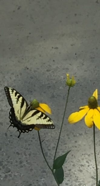 yellow swallow tail butterfly pollenator garden