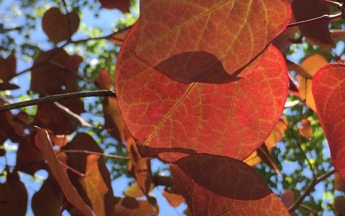 coreopsis sienna sunset and blue spruce