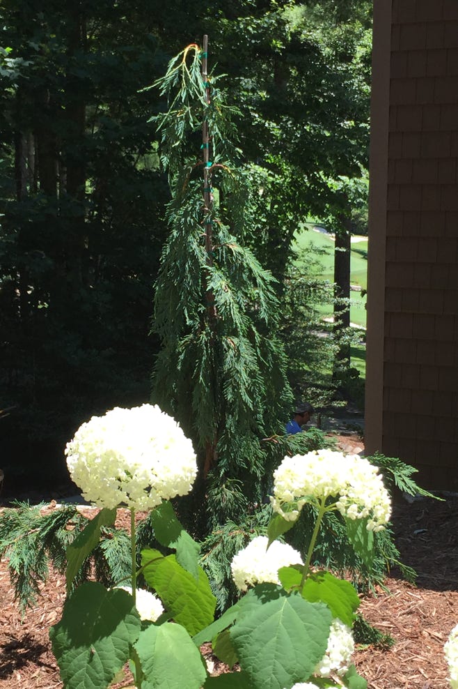 annabell hydrangea and alaskan weeping cedar