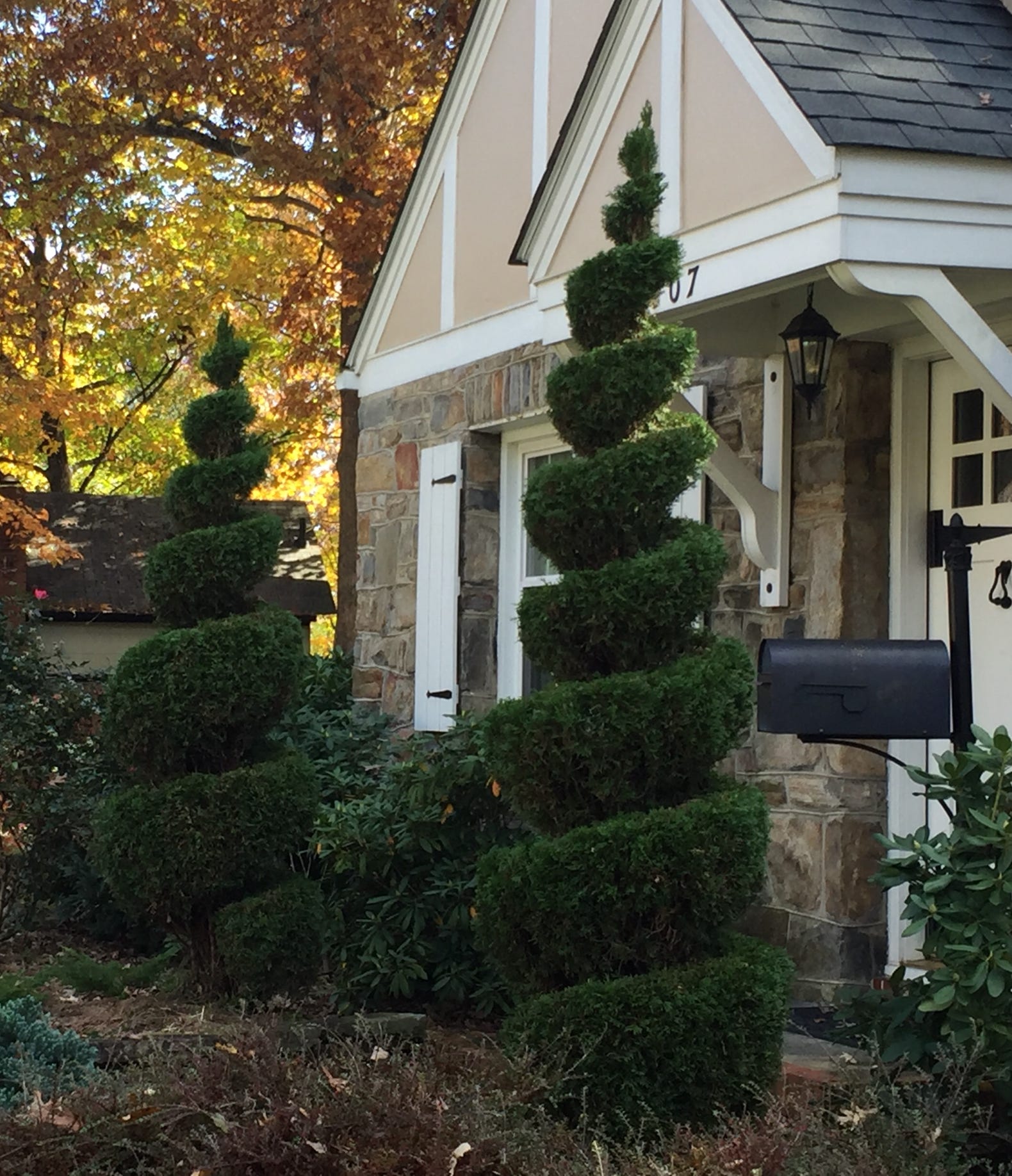 topiary spiral arbovitae