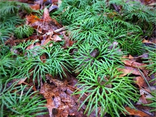 Diphasiastrum digitatum fan club moss native plant western north carolina