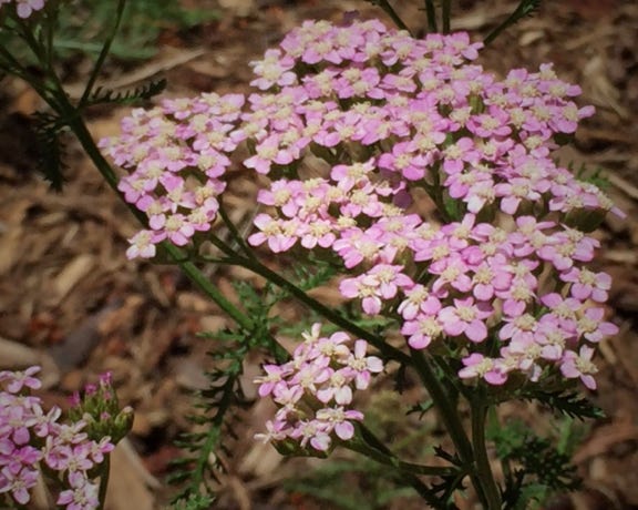 pink yarrow