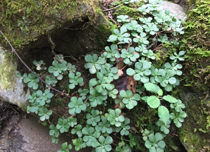 Sedum ternatum woodland stonecrop
