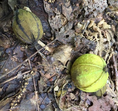 hickory nuts native trees nc