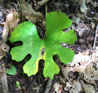 native woodland plant blue ridge mountians