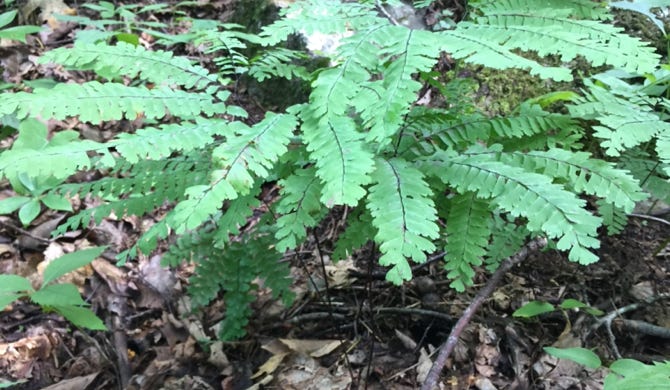 Adiantum hispidulum native maidenhair fern nc 