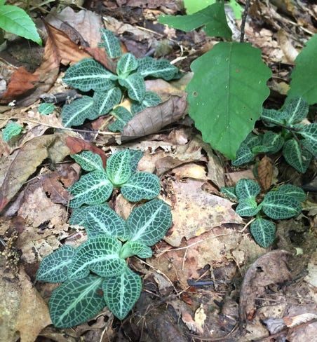 rattlesnake plantain