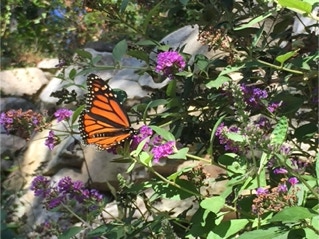 monarch butterfly pollentor garden north carolina