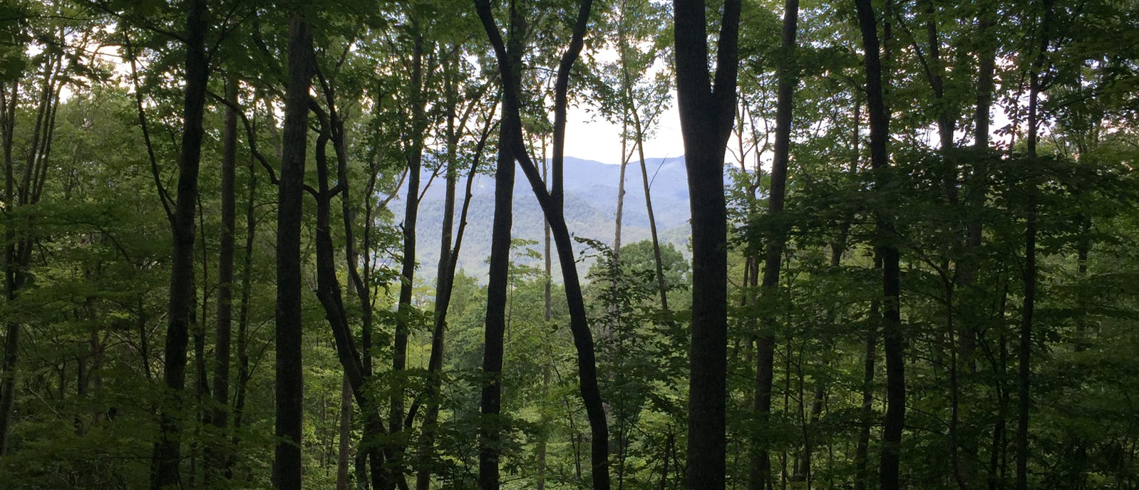 blue ridge mountains swannanoa nc