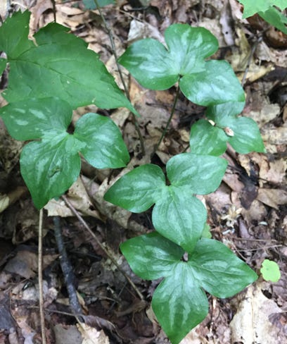 blue ridge mountains swannanoa nc