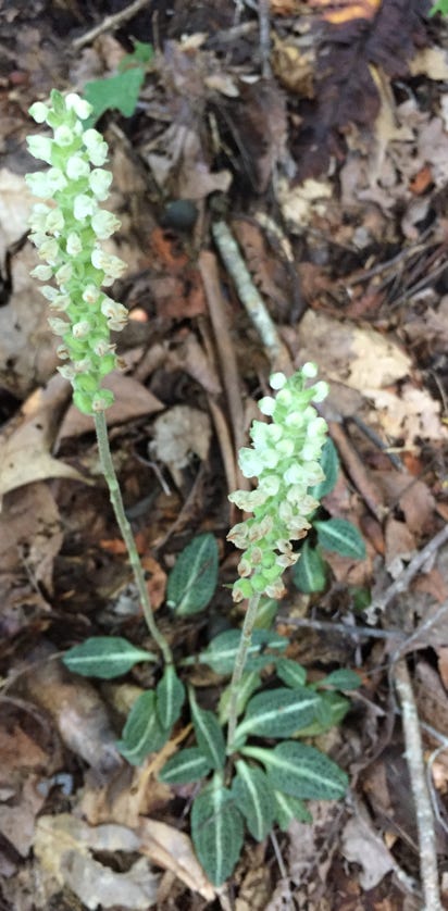 rattle snake plantain native plants blue ridge mountains
